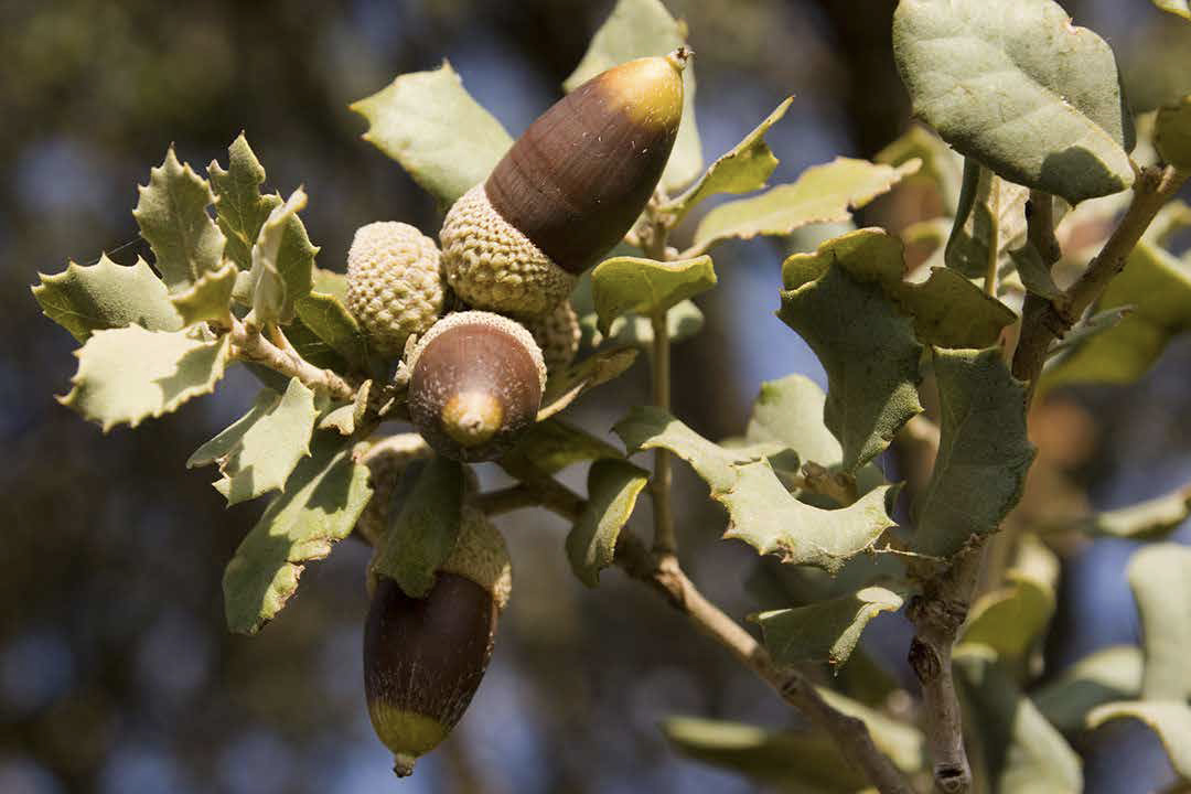 Nuestra vegetación: La encina