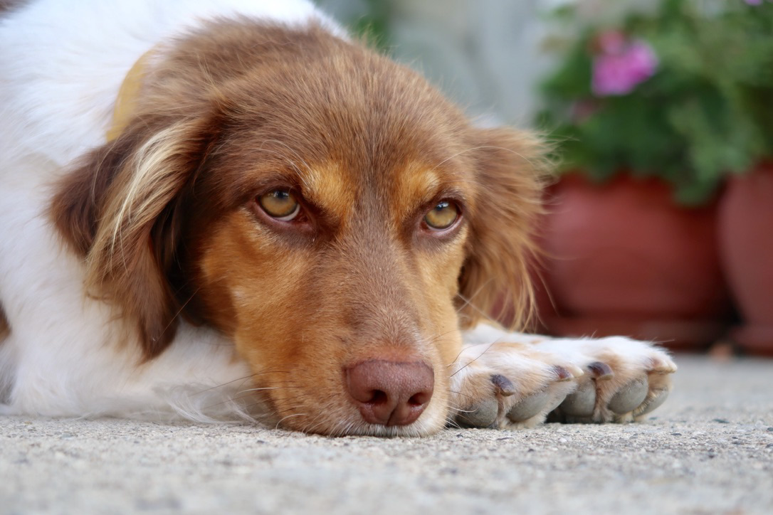 ¿Cómo afecta el verano a mi perro?