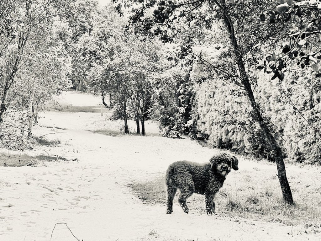 ¿Cómo afecta el verano a mi perro?