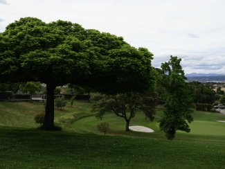 Nuestra vegetación: La encina